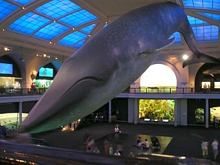 Having a whale of a time!